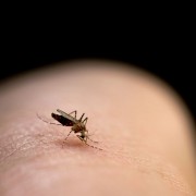 A potential treatment against Zika virus